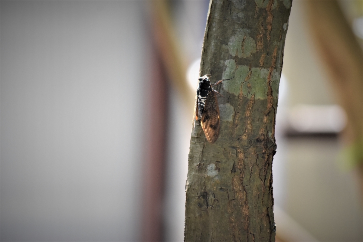 f:id:TuAki:20200809123329j:plain