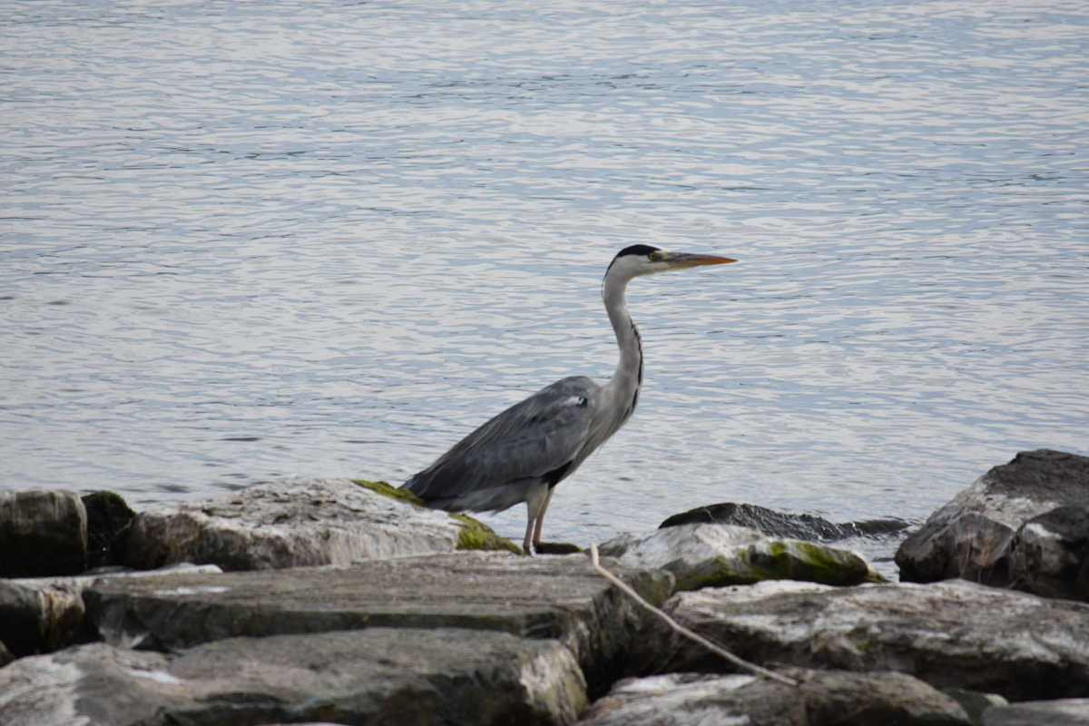 f:id:TuAki:20201101123450j:plain