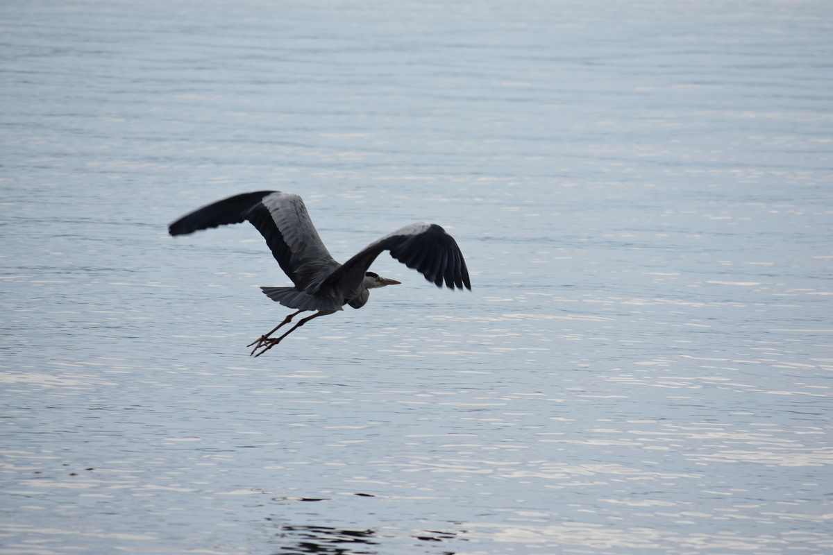 f:id:TuAki:20201101123505j:plain