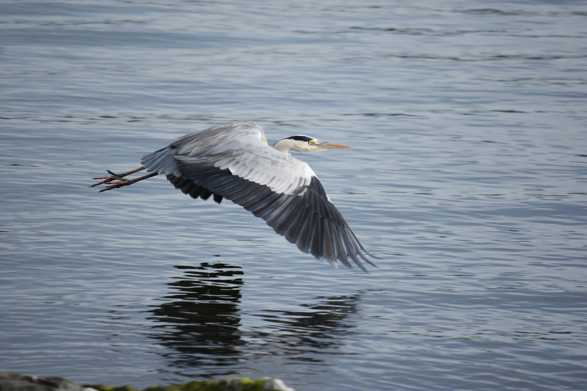 f:id:TuAki:20201101123535j:plain