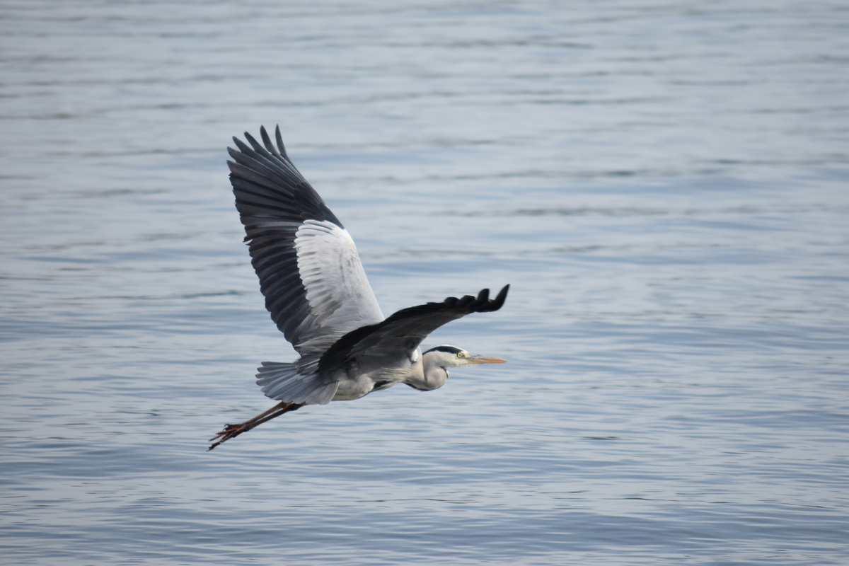 f:id:TuAki:20201101123553j:plain