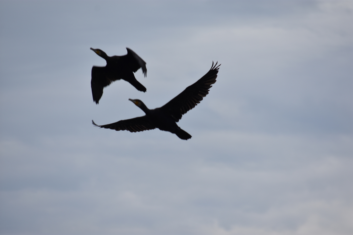 f:id:TuAki:20201101123616j:plain