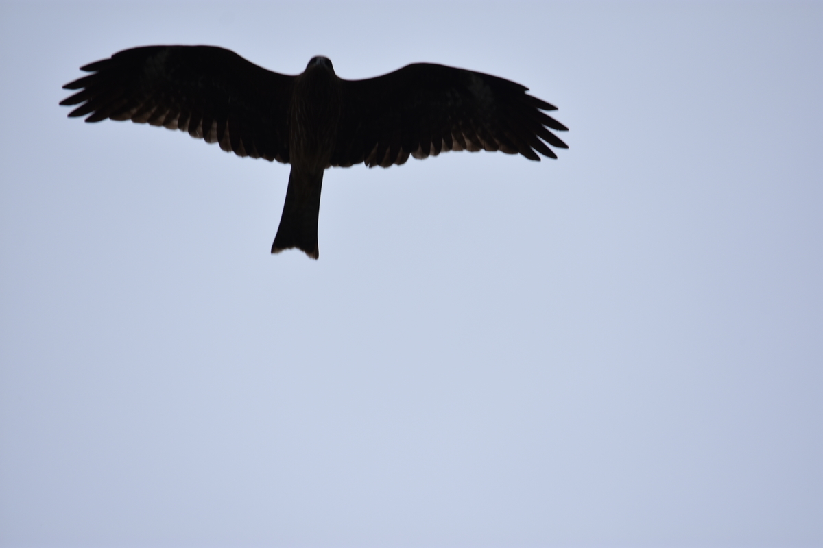 f:id:TuAki:20201101123639j:plain