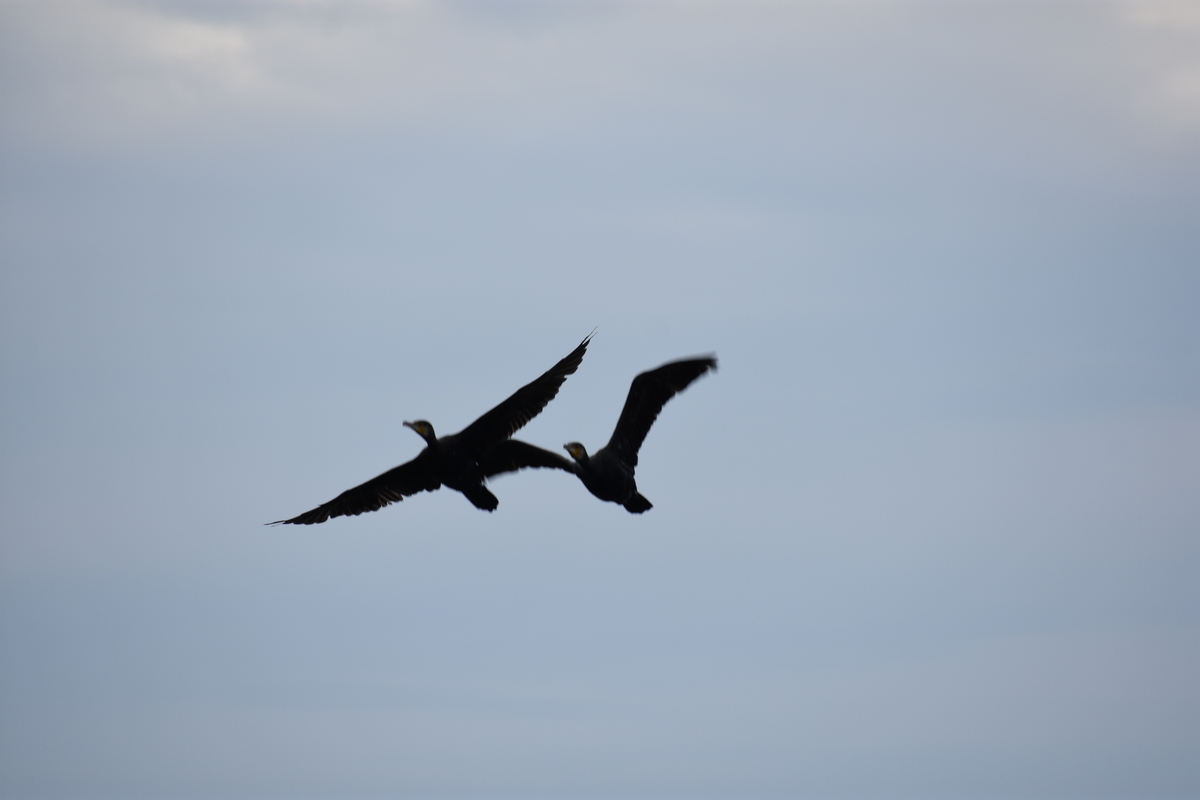 f:id:TuAki:20201101123749j:plain