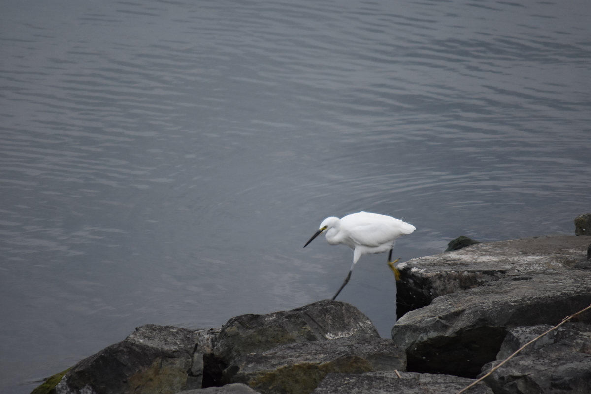 f:id:TuAki:20201101123837j:plain