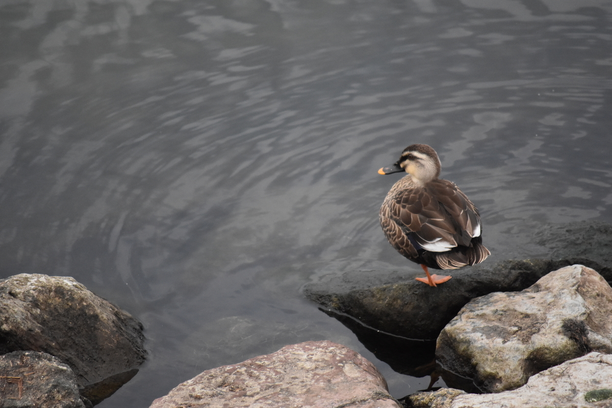 f:id:TuAki:20201101123918j:plain