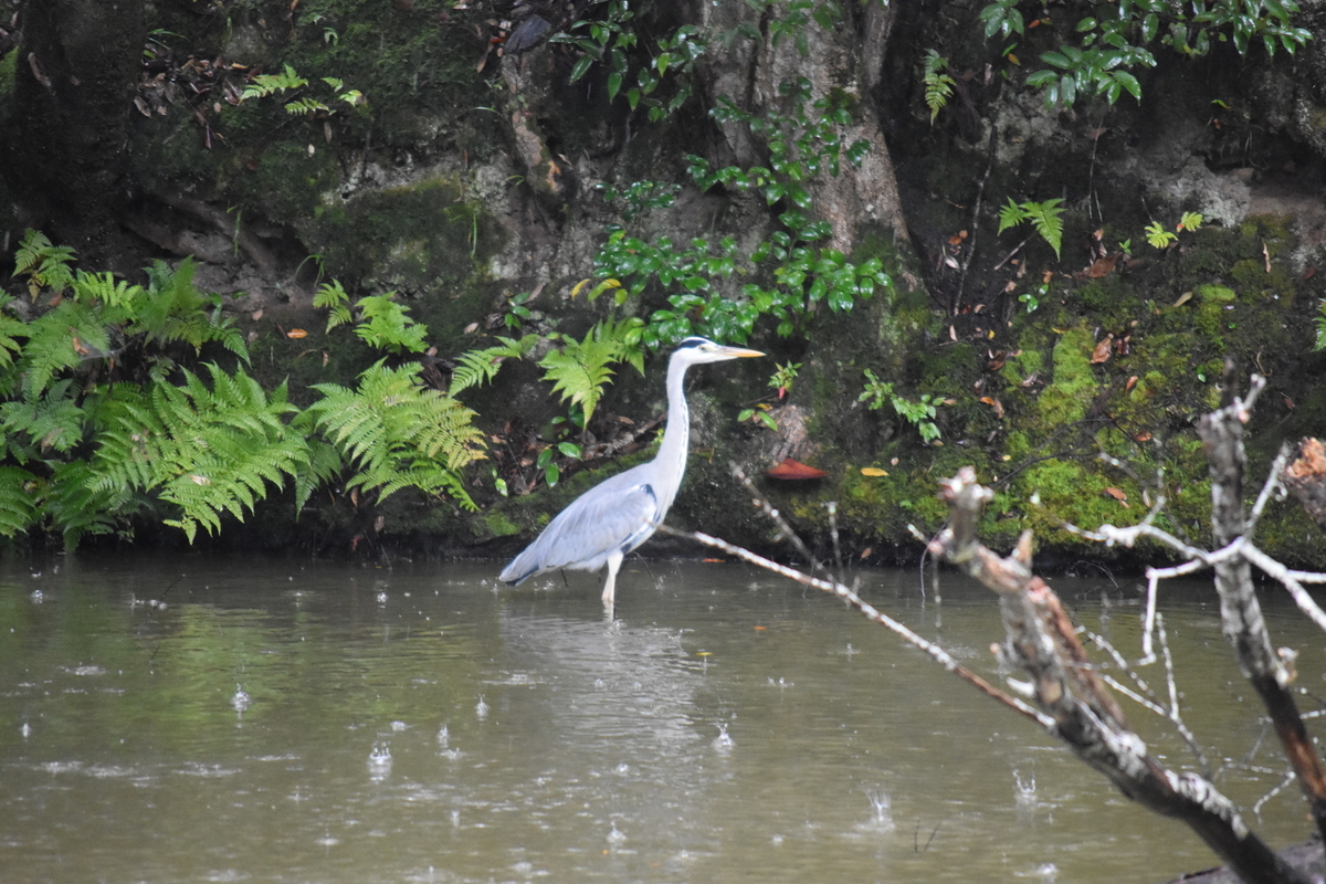 f:id:TuAki:20201101124030j:plain