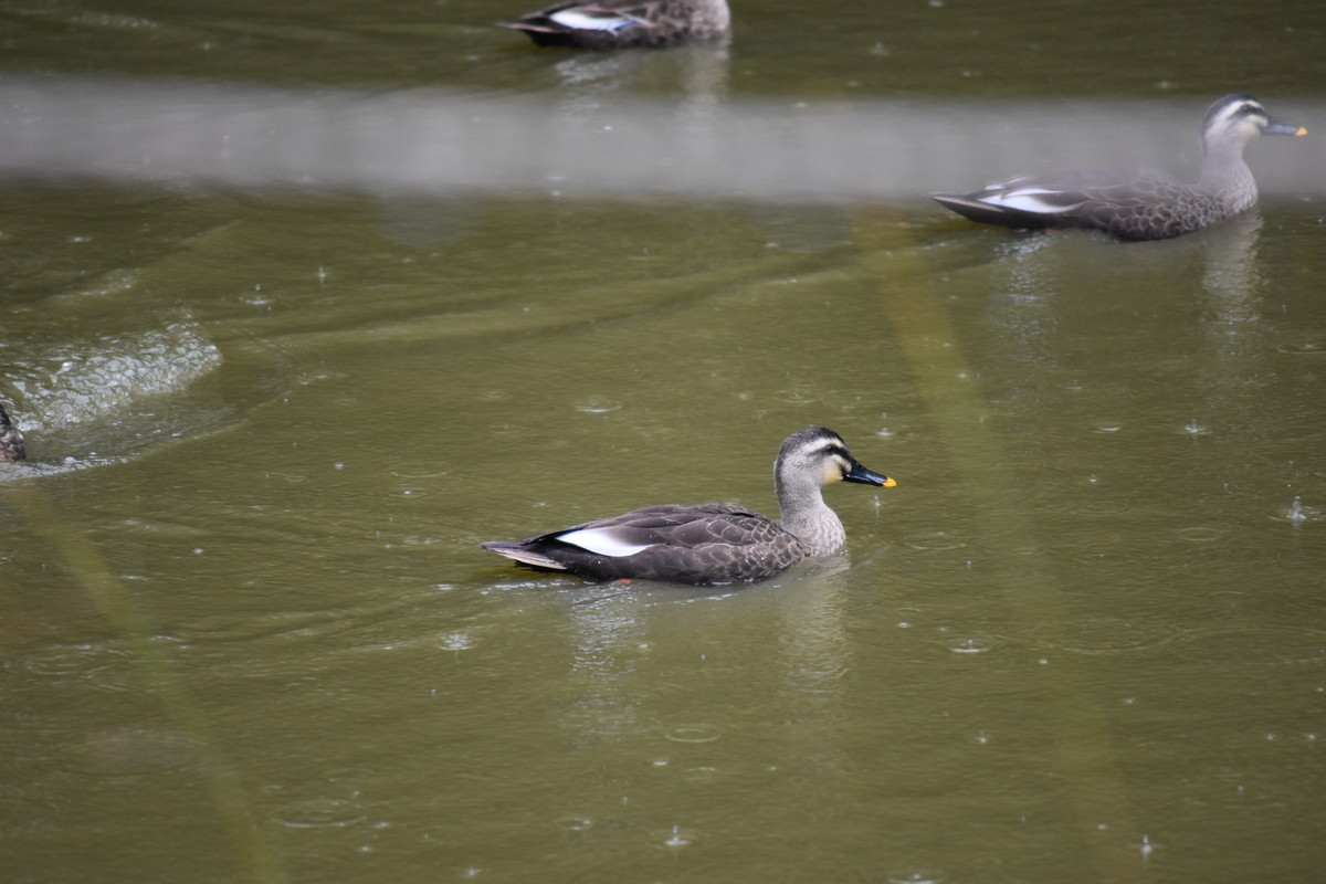 f:id:TuAki:20201101124040j:plain