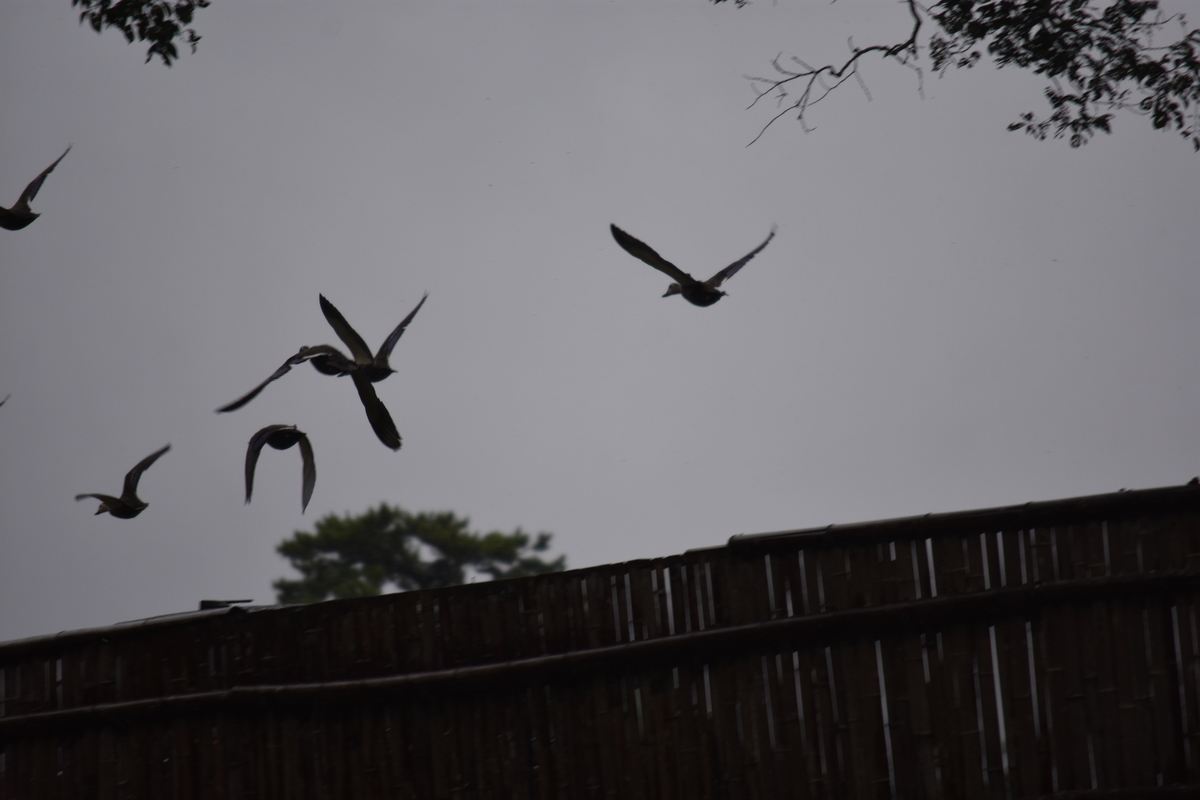 f:id:TuAki:20201101124114j:plain