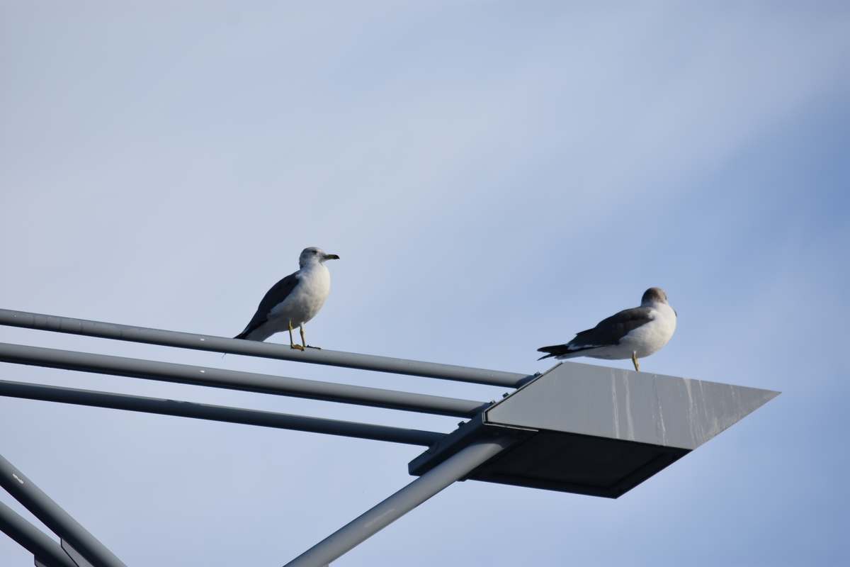 f:id:TuAki:20201103091236j:plain