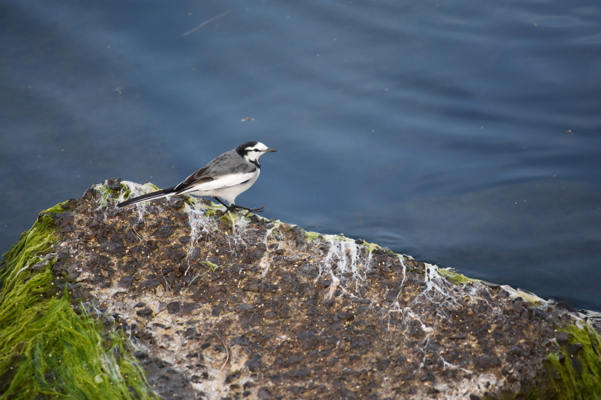 f:id:TuAki:20201103091606j:plain