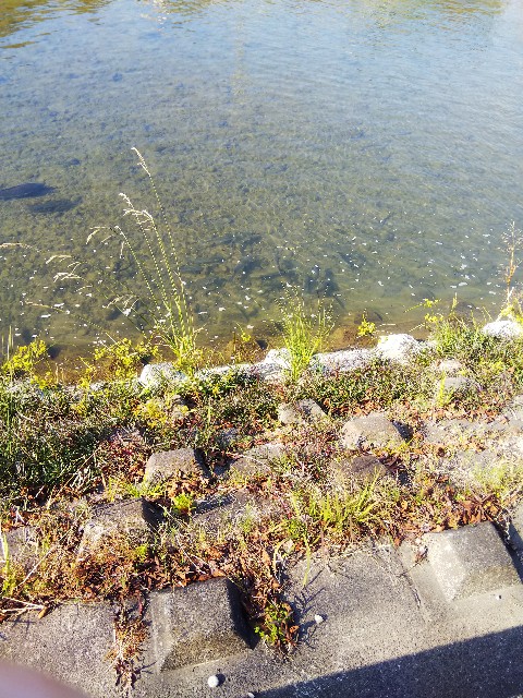 f:id:TuAki:20201115112710j:plain