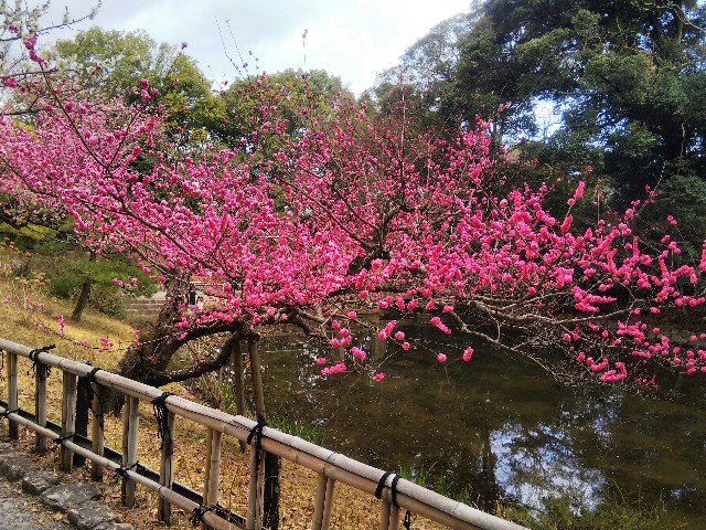 f:id:TuAki:20210227164257j:plain