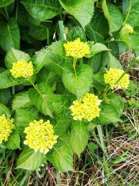 f:id:TuAki:20210515085643j:plain