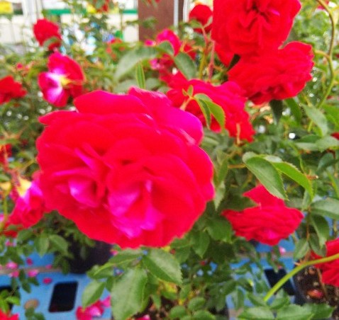 f:id:TuAki:20210525131759j:plain