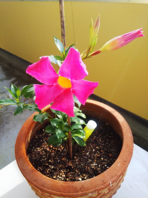 f:id:TuAki:20210626065847j:plain