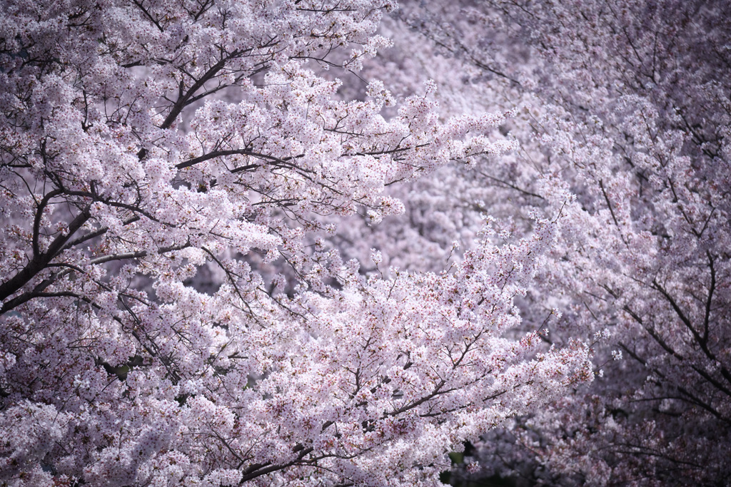 桜ページ 2021 SAKURA 13 - Fast Color