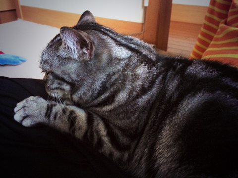 f:id:TwelveEightAngel:20131103203507j:plain f:id:TwelveEightAngel:20131103203507j:plain
