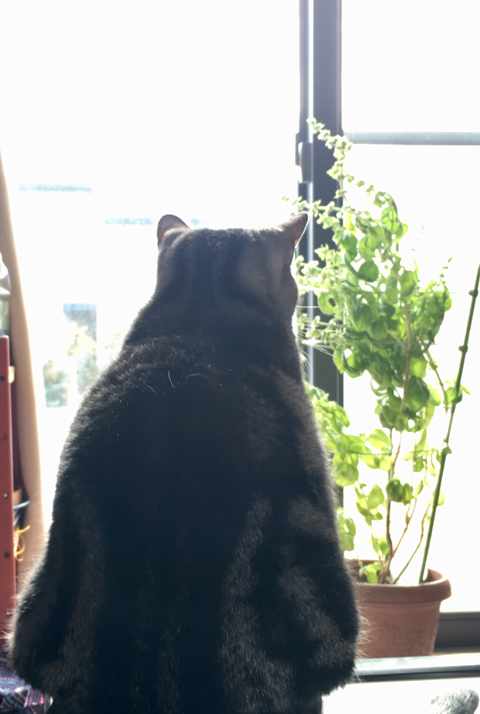 f:id:TwelveEightAngel:20180207134338j:plain f:id:TwelveEightAngel:20180207134338j:plain