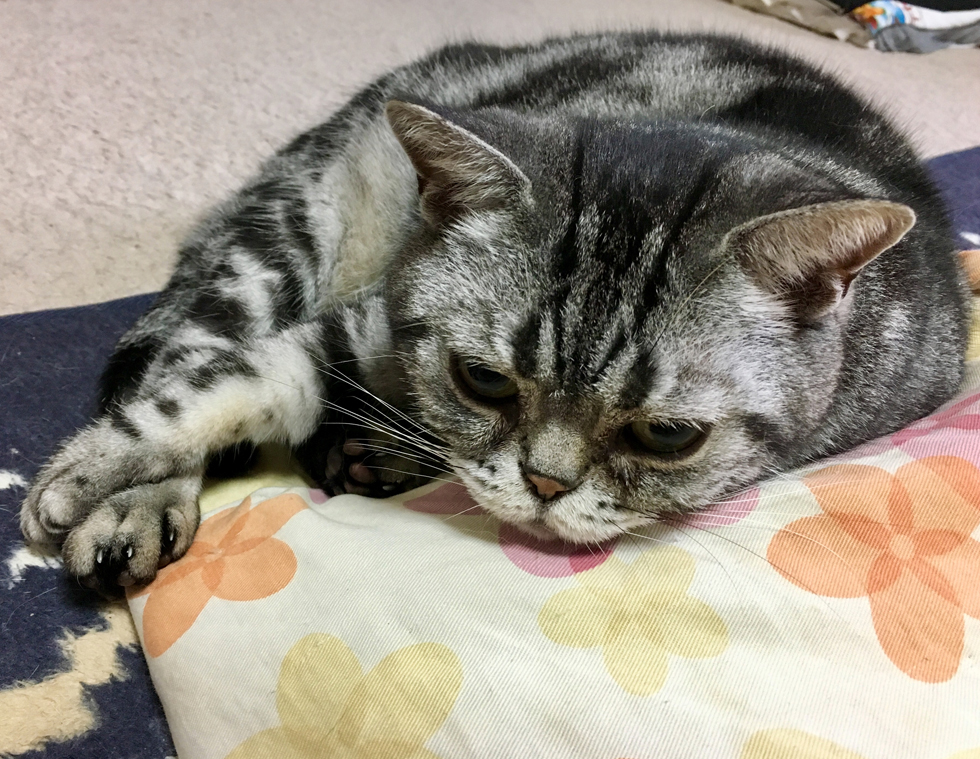 f:id:TwelveEightAngel:20181012074333j:plain f:id:TwelveEightAngel:20181012074333j:plain