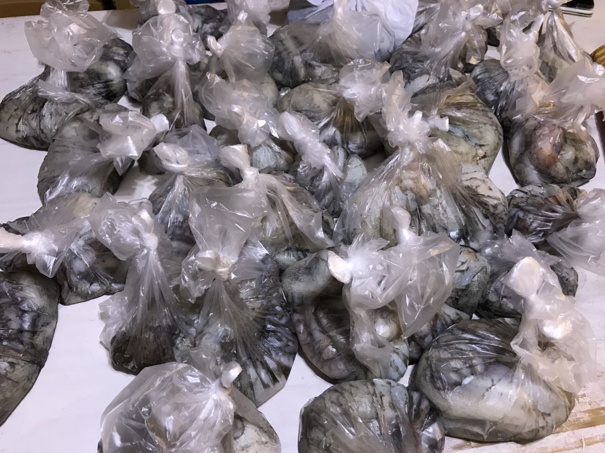 釣り用に冷凍庫を買おうかな ﾟdﾟ 冷凍庫ファン式 直冷式 釣活始めました