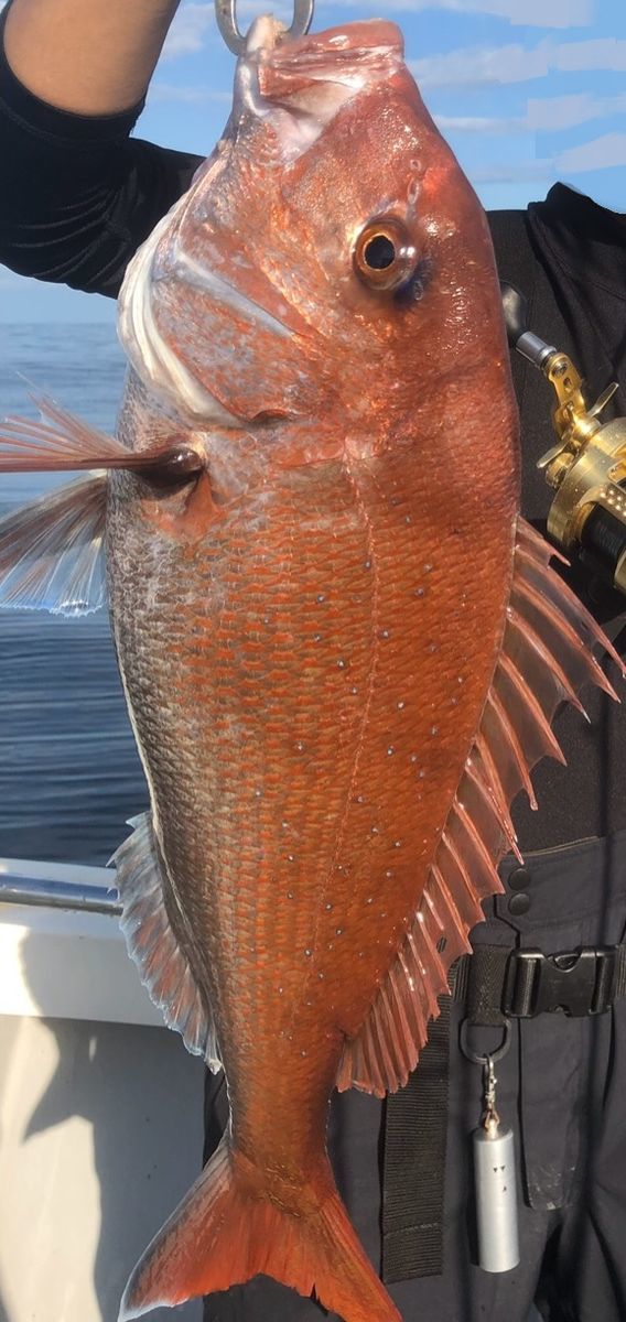 鯛釣れた! 鯛釣れた!