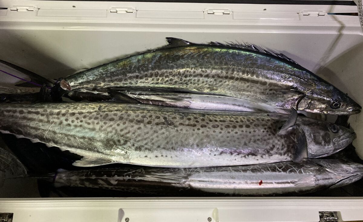 特選サワラ 特選サワラ