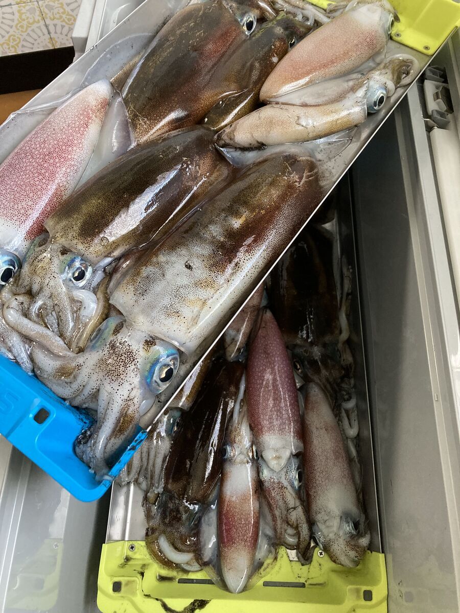 アオリイカ