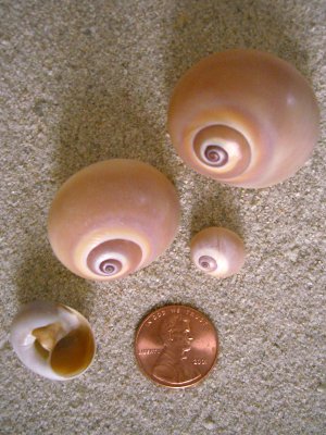 f:id:Tyurico:20120427003846j:image
