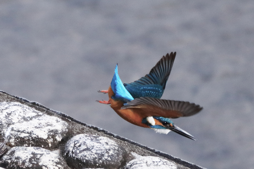 f:id:U-92SAN:20190126132403j:image