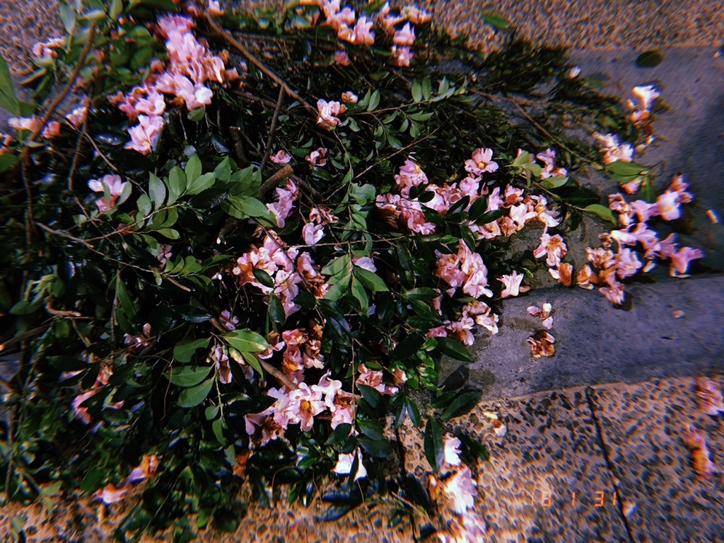f:id:U0394:20181228173107j:plain