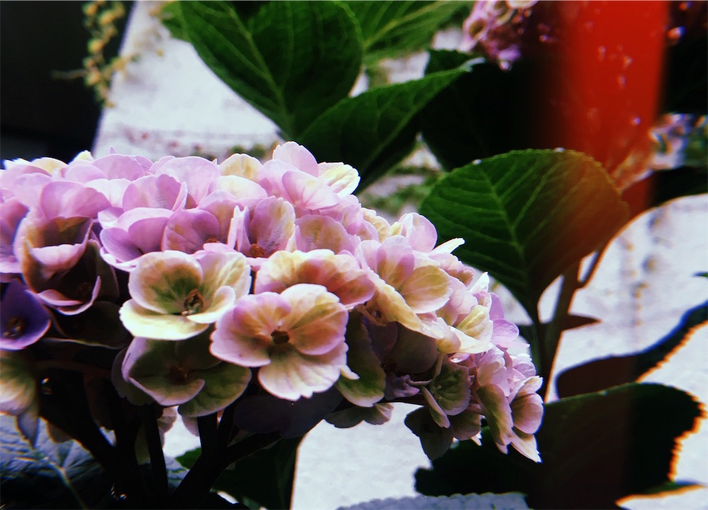 f:id:U0394:20191231191542j:image