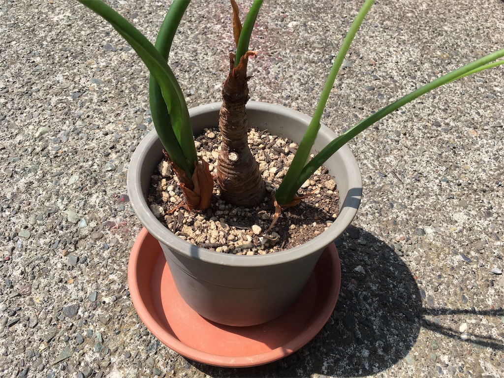 f:id:U4Q:20180515203150j:image