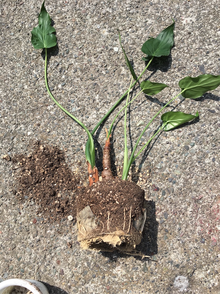 f:id:U4Q:20180515203633j:image