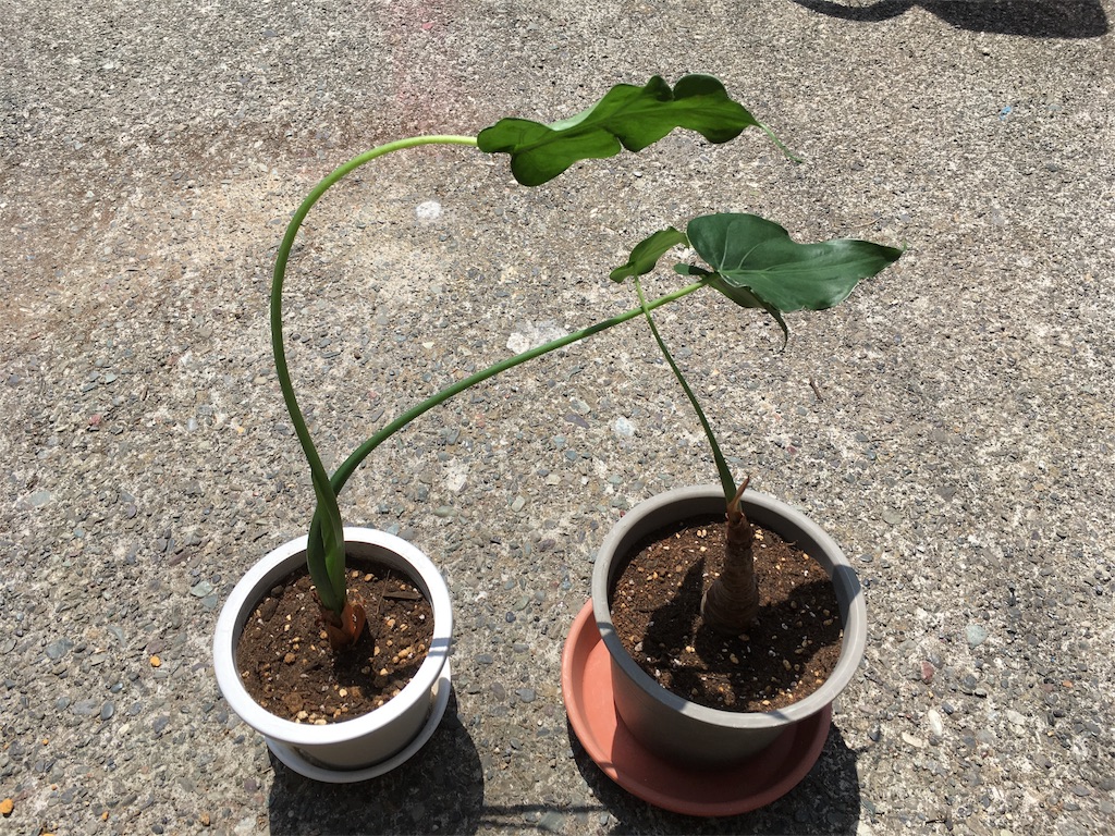 f:id:U4Q:20180515204342j:image