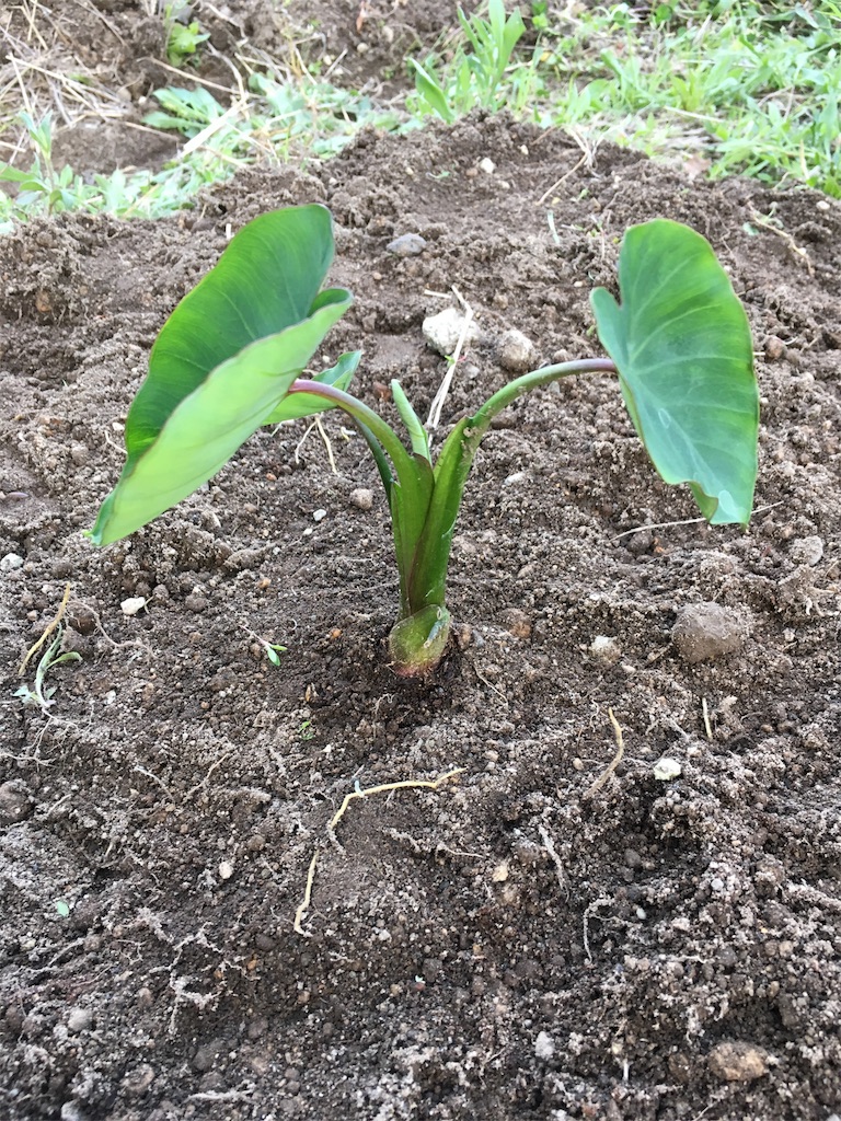 f:id:U4Q:20180526212818j:image