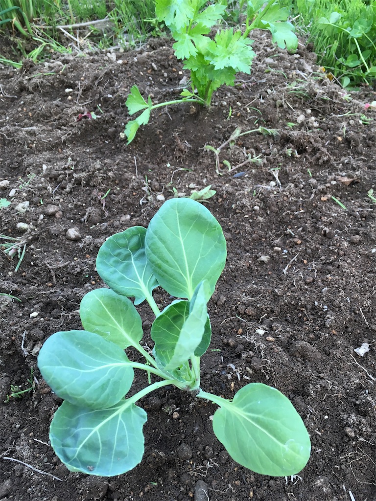 f:id:U4Q:20180526212828j:image