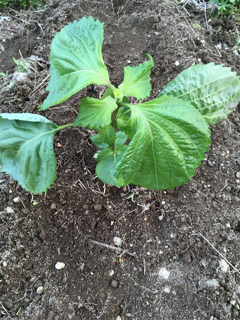 f:id:U4Q:20180526212837j:image