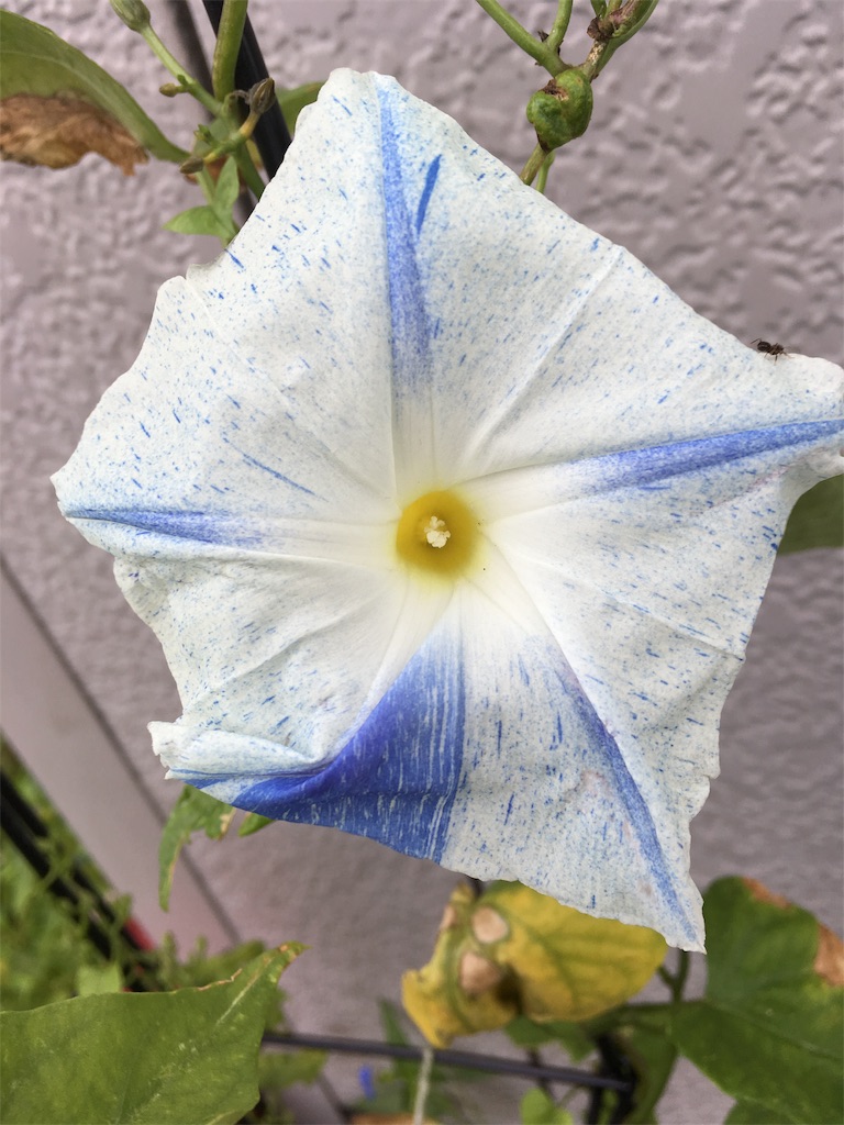 f:id:U4Q:20190809204634j:image