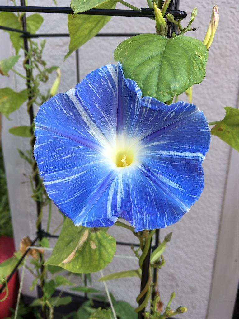 f:id:U4Q:20190809204647j:image