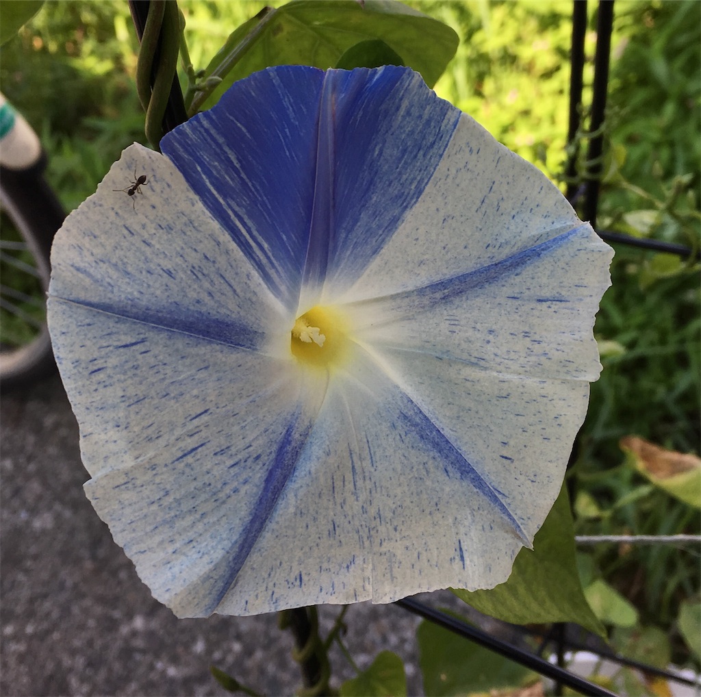 f:id:U4Q:20190809204651j:image