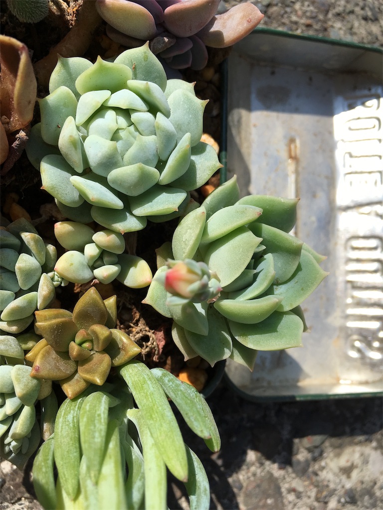 f:id:U4Q:20190816225238j:image