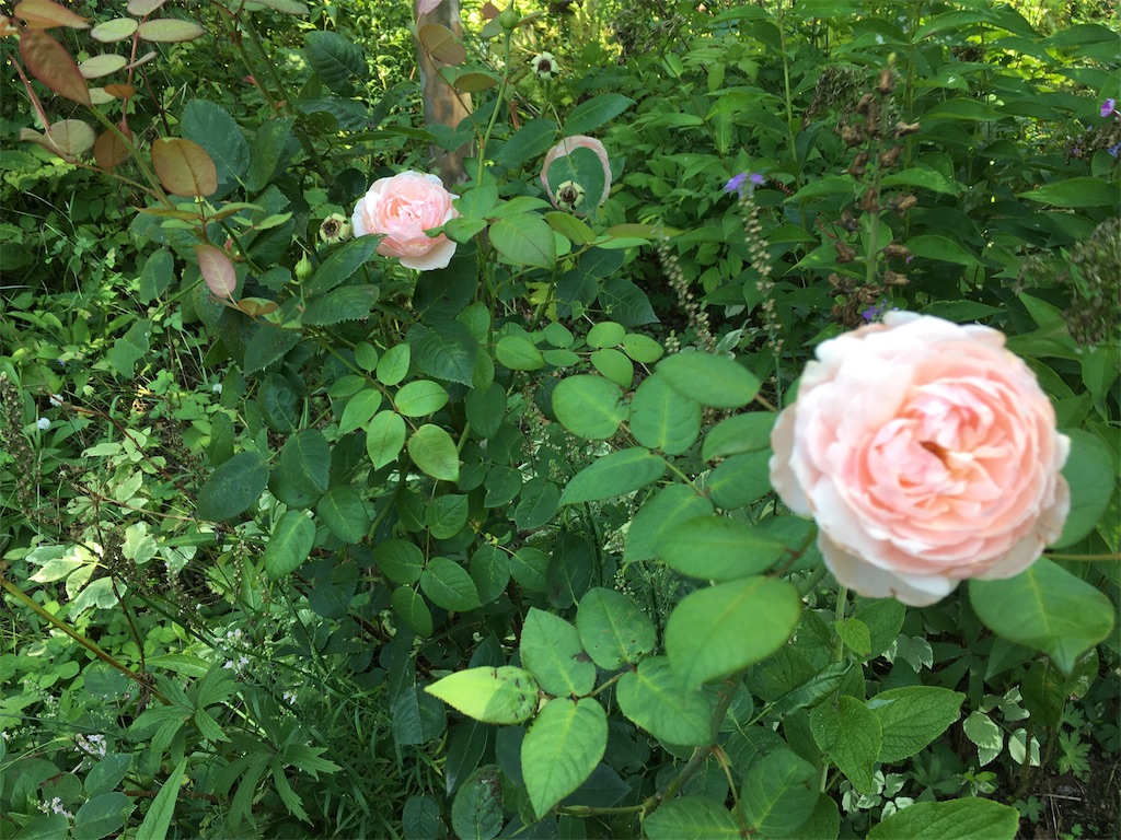 f:id:U4Q:20190818210522j:image f:id:U4Q:20190818210522j:image