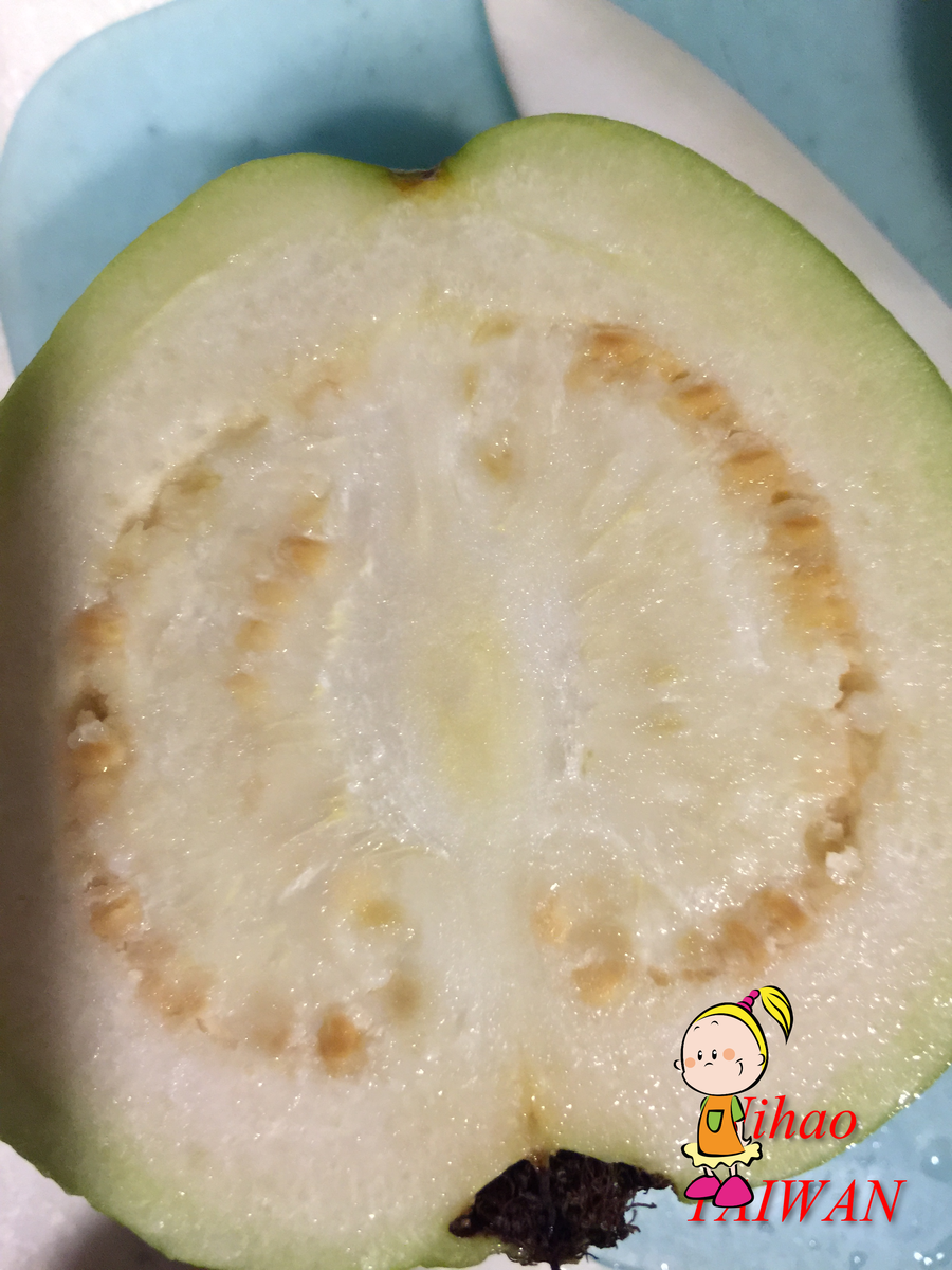 台湾グアバ取木苗木 番石榴 芭乐 バンシル 台湾グアバ取木苗木 番