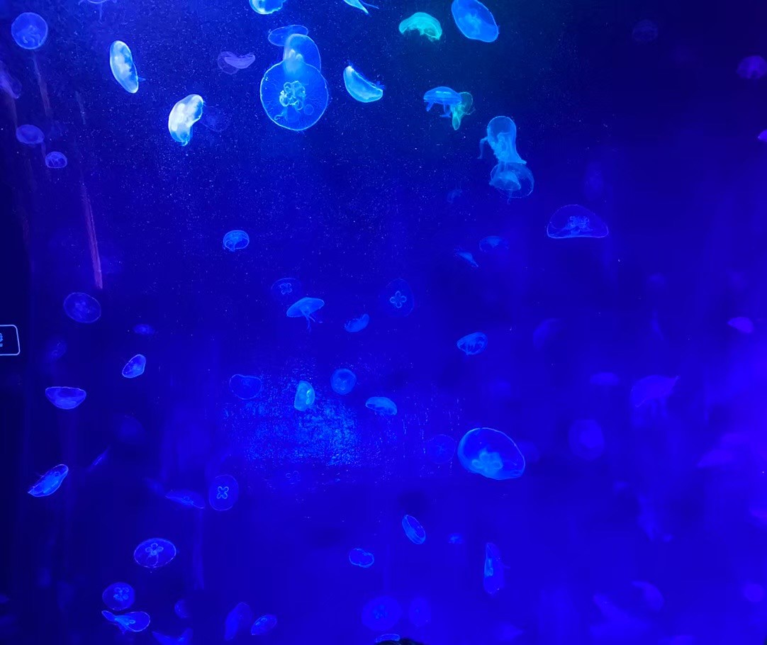 f:id:UB610:20200902162824j:plain f:id:UB610:20200902162824j:plain