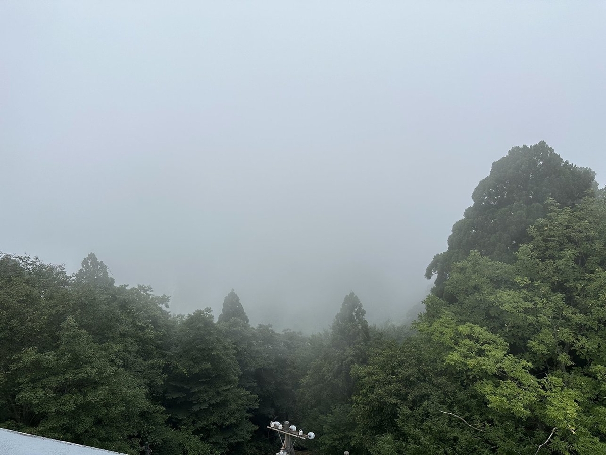 手前に木が茂っているのが見えるが、奥は霧で何も見えない