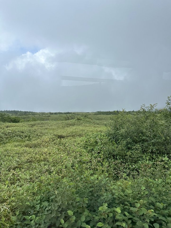 地面一面に植物が生えており、画像下半分はほぼ緑色。空は曇り。