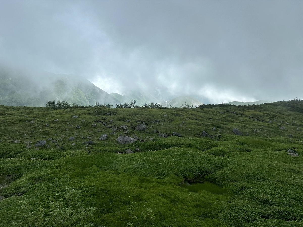地面に植物が密集する中所々に岩がある。後ろは霧だが下半分が薄く、後ろに山があることがわかる。