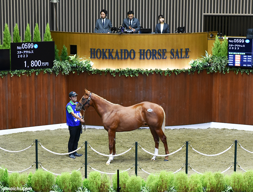 JRA競走に勝ったセール出身馬紹介(2025/10/11-13､エコロアルバが重賞