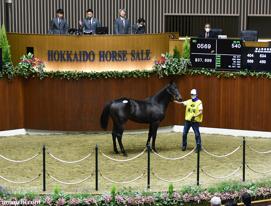 JRA競走に勝ったセール出身馬紹介(2026/1/10-12､17頭) - 馬市ドット